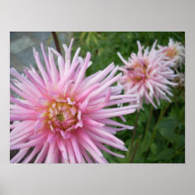 Dalias Posters