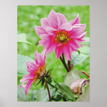 Dalias Poster