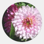Dalias rosadas etiqueta