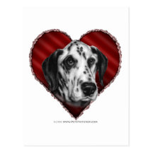 Dalmatian con el corazón tarjetas postales