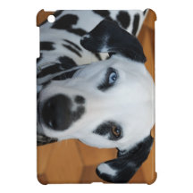 Dalmatian lindo