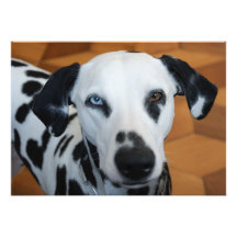Dalmatian lindo comunicados personalizados