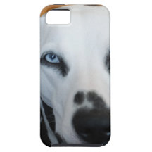Dalmatian lindo iPhone 5 protectores
