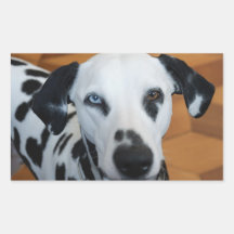 Dalmatian lindo pegatina