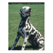 Dalmatian Tarjeta Postal
