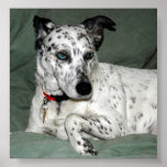 Dalmation Posters