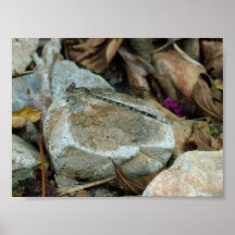 Damselfly en descanso posters