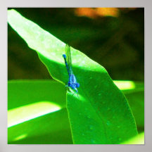 Damselfly Impresiones
