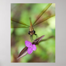 damselfly poster