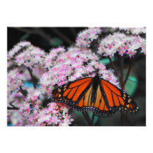 Danaus Plexippus de la mariposa de monarca masculi Comunicados Personales
