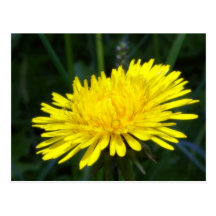 dandelion2 postales