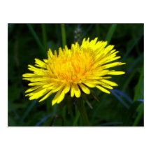 dandelion4 tarjetas postales