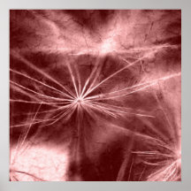 Dandelion especie poster