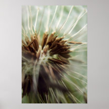 Dandilion interior poster