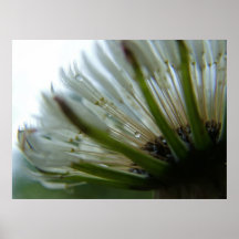 dandylion en lluvia posters