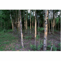 Daño del árbol por los mamíferos en refugio esculturas fotográficas
