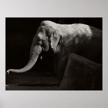 danza conmigo poster del elefante