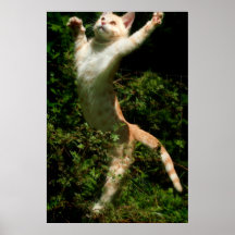 Danza Impresiones