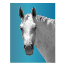 Dapple el caballo gris postales