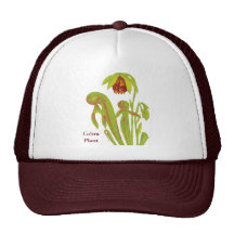 Darlingtonia de la planta carnívora gorro de camionero