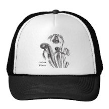 Darlingtonia de la planta de jarra gorro