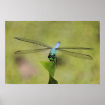 Dasher azul Bokeh Poster