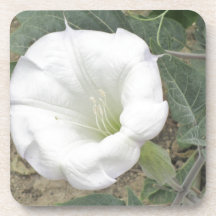 Datura Posavasos