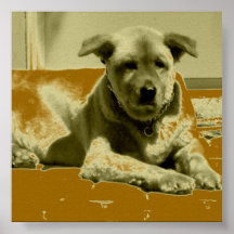 Dawg en moreno… poster