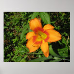 Daylily anaranjado del agolpamiento impresiones