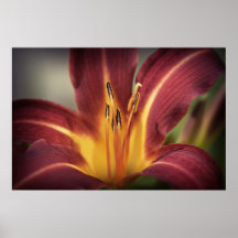 Daylily - lona posters