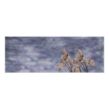 Daylily Mindscape No.3 Arte Fotografico