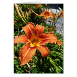 Daylily Notecards Felicitacion