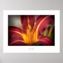 Daylily Impresiones