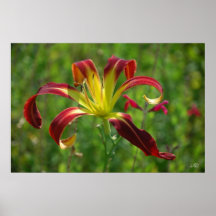 Daylily 'Rain rojo Posters