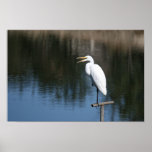 De "Egret risa " Posters