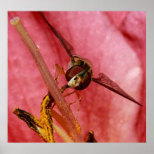 De Hoverfly cierre para arriba Poster