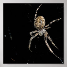 De la araña poster cercano para arriba