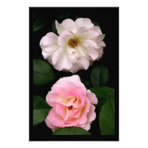 De "La impresión fotográfica dos rosas