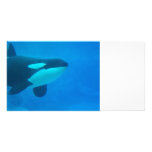 de la orca de la orca azul bajo el agua tarjetas personales