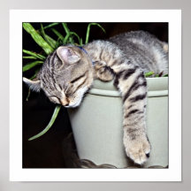 De la tranquilidad el dormir del gatito por favor poster