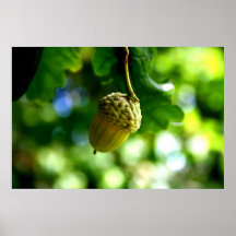 De las pequeñas bellotas crezca los robles poderos posters