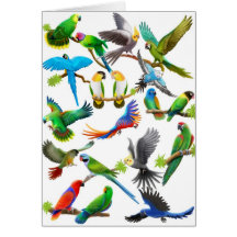 De los loros tarjeta a montones