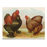 De los "postal pollos de Cochin de la perdiz" del 