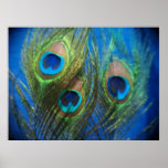 De pescados del ojo todavía del pavo real vida posters