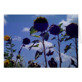 Deadheads Felicitacion