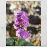 Death Valley Phacelia Tarjetas Informativas