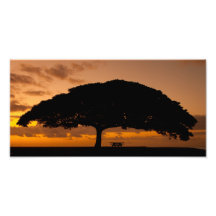 Debajo del árbol de Monkeypod Fotografía