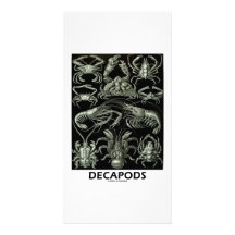 Decápodos Tarjeta Fotográfica