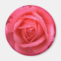 Decoración subió rosa color de rosa rosado del rec
