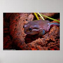 Dedo de la mano de coral Spot1 Poster